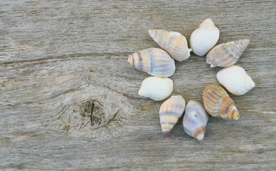 coquillages,escargots de mer sur fond bois