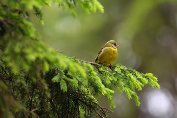 The European greenfinch, or just greenfinch (Chloris chloris),sitting on the branch. Male greenfinch in the forest.