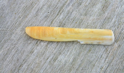 solen,couteau de mer,coquille