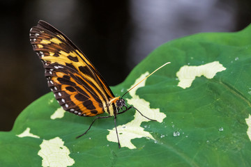 Tiger-Passionsfalter - Heliconius ismenius