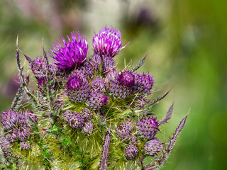 Scottish Thistle 