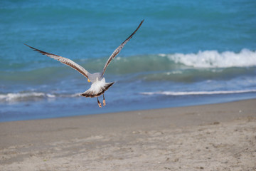 Bird on the beach near the sea