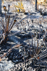 Ashes and fire in wild forest with burned plant 
