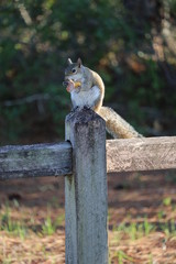 Gray squirrel eating chips on wood in forest
