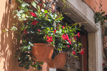 Fototapeta na wymiar Pot with red flowering plants in a typical street of old city