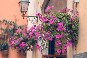 Fototapeta na wymiar Pot with pink flowering plants in a typical street of old city