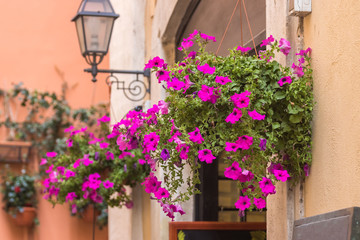 Pot with pink flowering plants in a typical street of old city