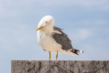 Seagull portrait. Close up view of white bird seagull