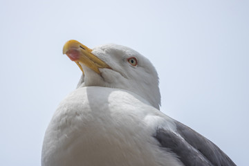 Seagull portrait. Close up view of white bird seagull