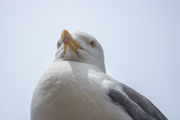Seagull portrait. Close up view of white bird seagull