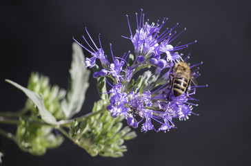 Bee on  a a purple flower