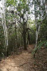 Baum- Pflanze im Urwald - Regenwald - Kuba