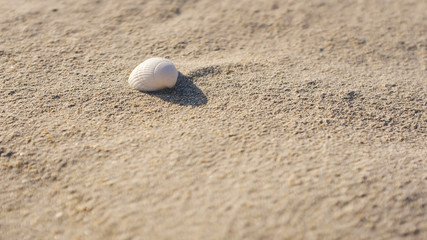 Seashell on a white sandy beach of scotland