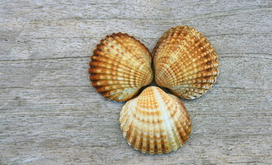 coque,coquillage de mer sur fond bois,décoration
