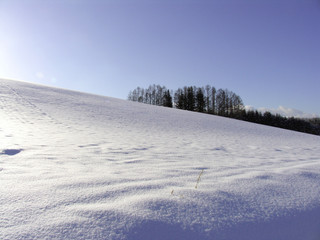 冬の美瑛の丘