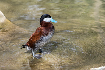 Schwarzkopfruderente - Oxyura jamaicensis