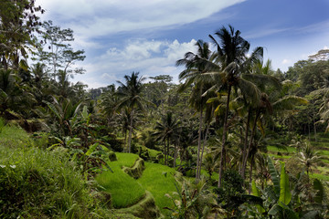 Fototapeta na wymiar Rice Terrace Bali
