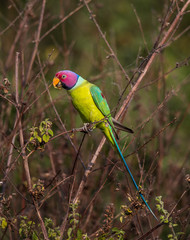 The plum-headed parakeet is a parrot in the family Psittacidae. It is endemic to the Indian Subcontinent and was once thought to be conspecific with the blossom-headed parakeet but was later elevated 