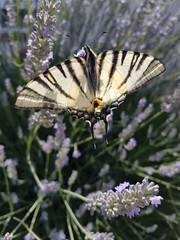 Papillon Flambé posé sur un bouquet de lavande
