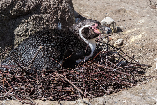 Humboldt-Pinguin - Spheniscus humboldti