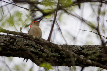 Birds action in Knoxville Tennessee