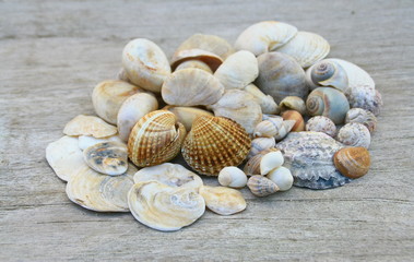 tas de coquillages de plage,isolé dur fond bois