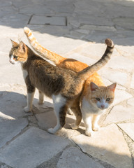 Two friends kittens. Long tails.