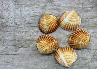 coque,coquillage de mer sur fond bois,décoration