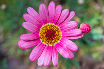 gerbera flower , top view , blur background