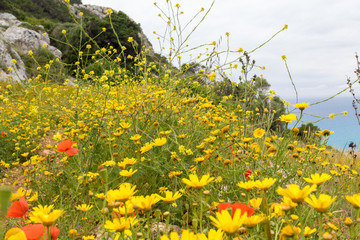 Yellow flowers
