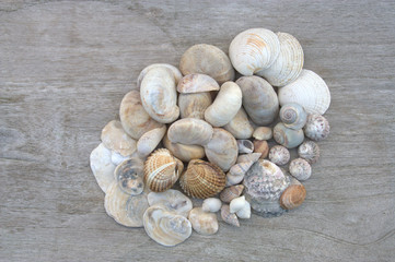 tas de coquillages de plage,isolé dur fond bois