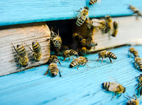 Bees work near the hive