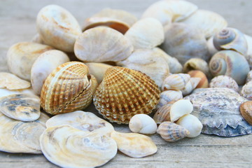 tas de coquillages de plage,isolé dur fond bois