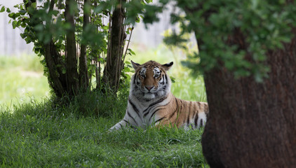 Resting Tiger