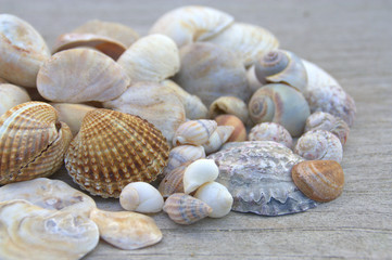 tas de coquillages de plage,isolé dur fond bois