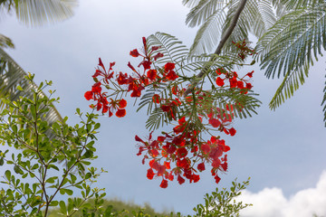 Flame Tree. Tree on blue background