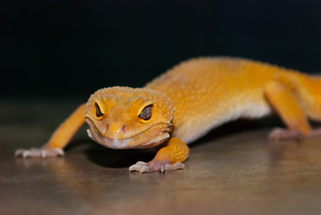Leopard Gecko Portrait