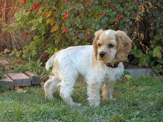 Buff Colored Cocker Spaniel Puppy Pausing to Pay Attention to Surroundings in Yard