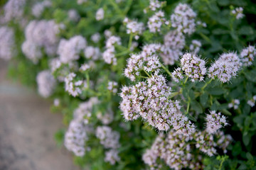 origanum majorana flowers