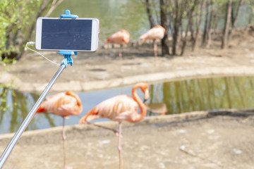 shooting on phone of beautiful flamingos on the bank of a reservoir
