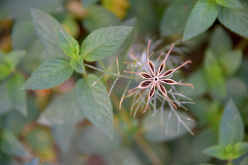 octagonal capsule with seeds
