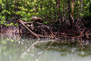 Roots of mangrove forests in the rainforest island of Palawan, Philippines.