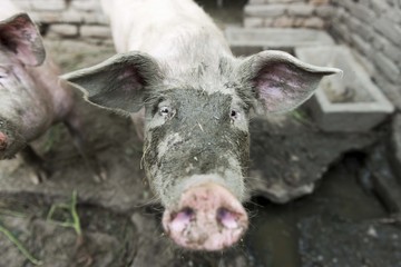 dirty pig wide close up shot