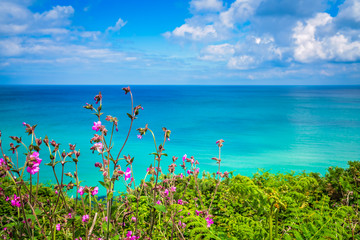 Cornish hillside meadow on the coast