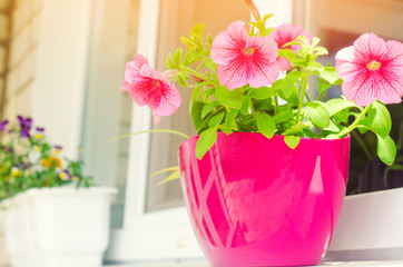 A pot of pink petunias stands on the window, beautiful spring and summer flowers for home, garden, balcony or lawn, natural wallpaper, space for text