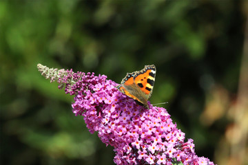 Obraz premium Close up of a single Small Tortoiseshell butterfly Aglais urticae, a pretty medium sized garden visitor