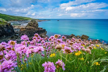 Gartenposter Rosa Spargelblumen an der Meeresküste © Pav-Pro Photography 