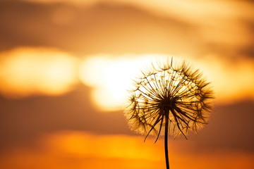 Obraz na płótnie Canvas Dandelion flower on sunset background