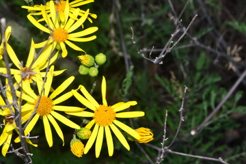 flower, yellow, nature, dandelion, flowers, spring, summer, plant, green, grass, garden, meadow, daisy, flora, macro, field, bloom, blossom, petal, petals, beauty, floral
