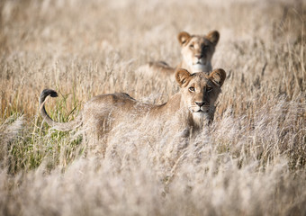 lionesses in Central Kalahari, Botswana